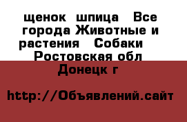 щенок  шпица - Все города Животные и растения » Собаки   . Ростовская обл.,Донецк г.